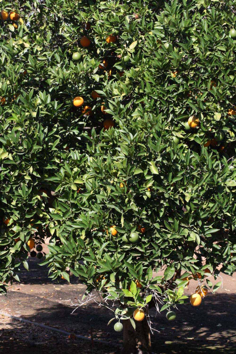            Habit (Riverside, CA)   